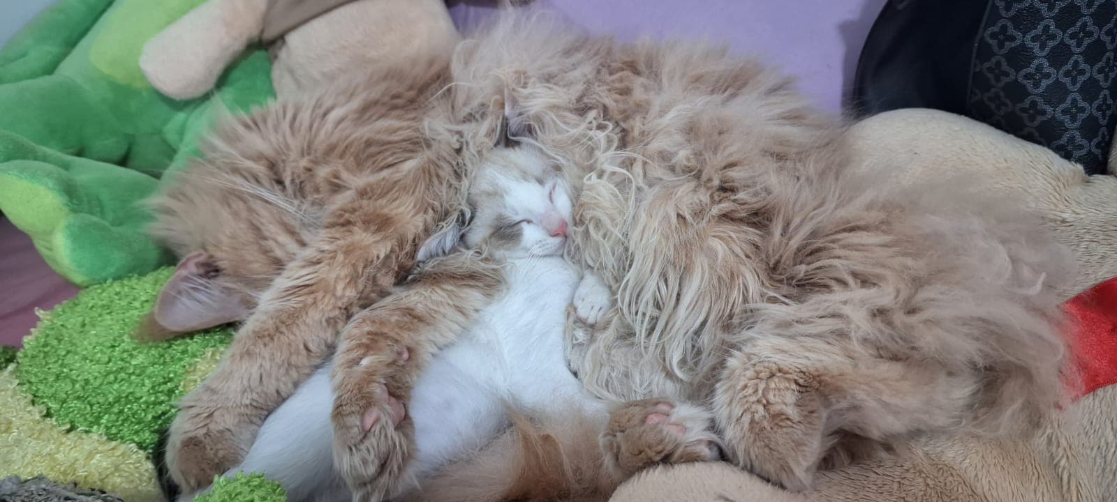 Gatos dormindo aconchegados