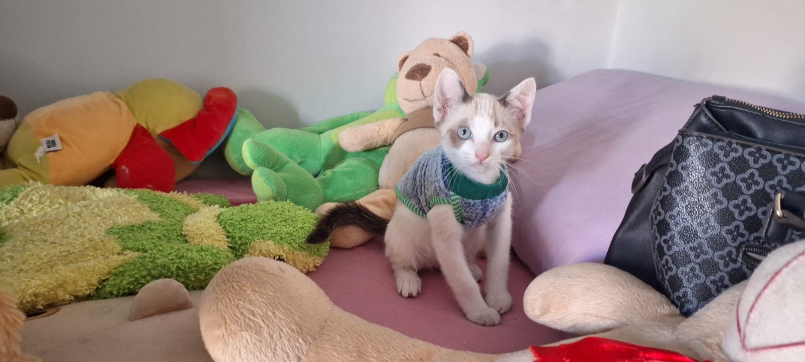 Gatinho explorando a nova cama