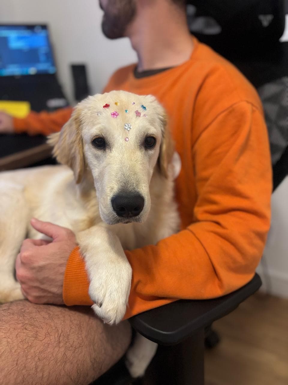 Cachorro com adesivos decorativos, no colo