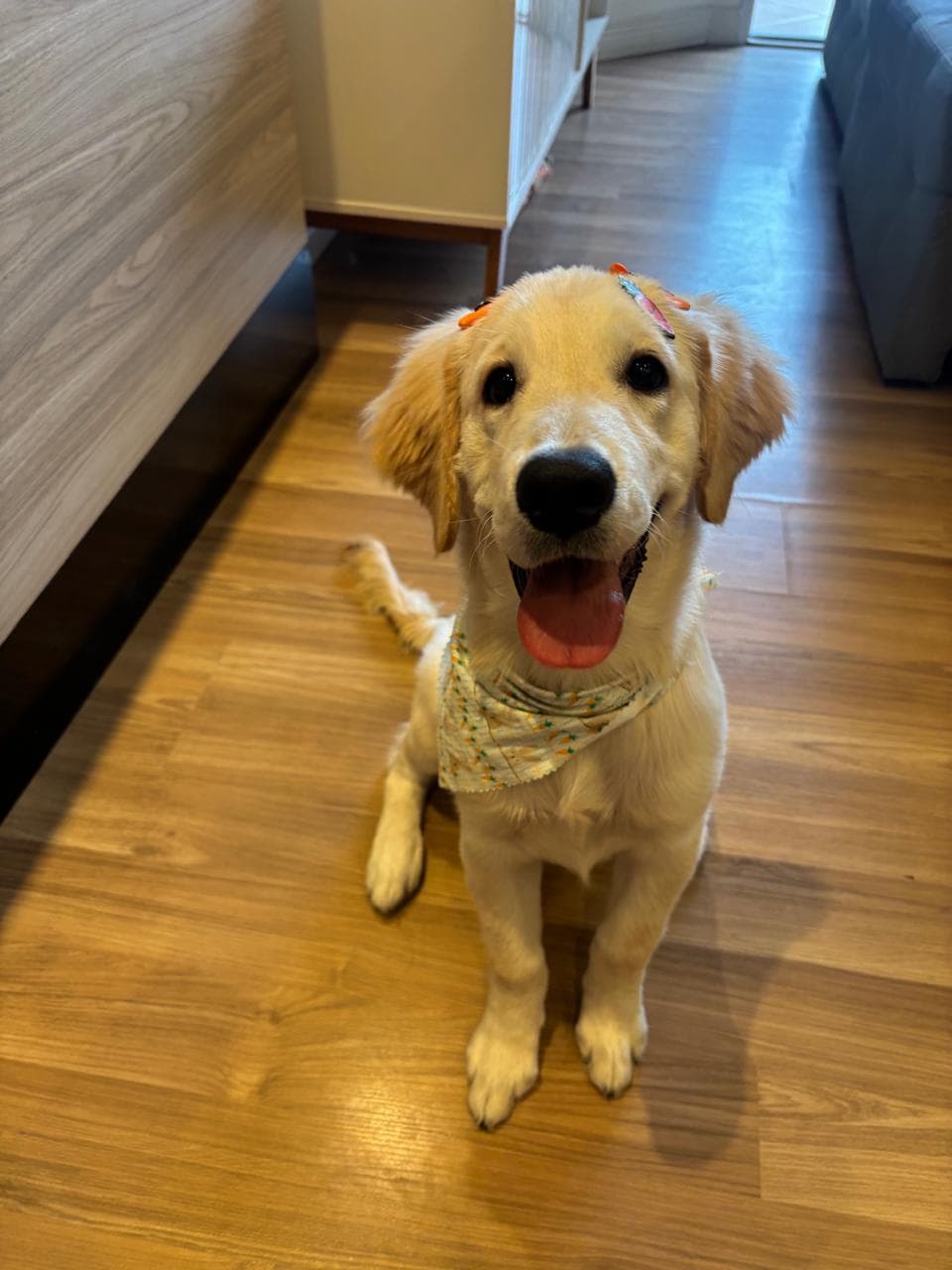 Cachorro após o banho, sentado e feliz
